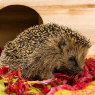 Unterschlupf für Igel selber bauen Igelhäuser
