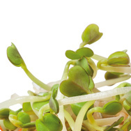 Rucola Rucola Sprossen