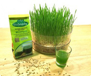 Weizengras von bioSnacky Weizengras