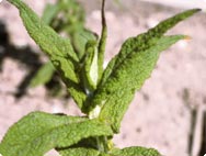 Botanische Merkmale: Eupatropium perfoliatum - Durchwachsener Wasserhanf