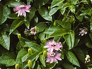 Verarbeitung: Passiflora incarnata - Passionsblume