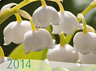 Heilpflanzenkalender 2014