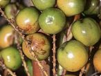 Sägepalme Früchte Sägepalme