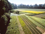 Anbau und Ernte der Heilpflanzen und Kräuter Anbau und Ernte der Heilpflanzen und Kräuter