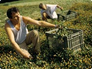 Unsere Ernte – Ihr Ertrag Unsere Ernte – Ihr Ertrag