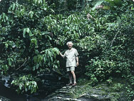 Alfred Vogel im Urwald in Südamerika Alfred Vogel im Urwald in Südamerika