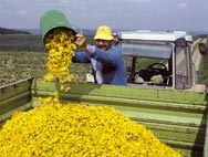 Anbau und Ernte der Heilpflanzen und Kräuter Anbau und Ernte der Heilpflanzen und Kräuter