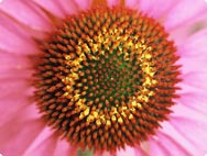 Blüte mit gelben Pollen Blüte mit gelben Pollen