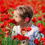 Wildblumen statt Pestizide Pestizide