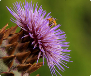 Artischocke Blüte Artischocke