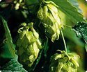 Hopfen Früchte