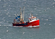 fisch-nahrung fisch-nahrung