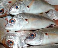 Fische Fische
