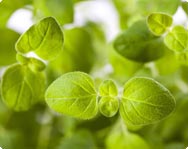 Oregano Oregano Blätter