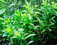 Thymian Thymian Blätter
