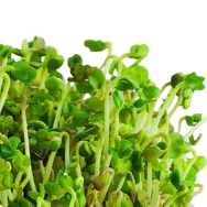 Warum sind Sprossen so gesund? Sprossen gesund
