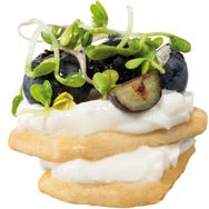 Superfood Sprossen Sprossen gesund