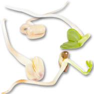 Was sind Sprossen? Sprossen