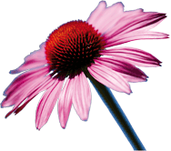 Echinacea purpurea Roter Sonnenhut
