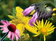 Naturkosmetik Arnika Johanniskraut Echinacea Wallwurz