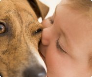 Haustier und Baby? Hund Baby