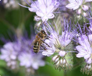 Wilde Insekten Wilde Insekten 188