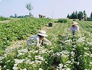 Verarbeitung: Achillea millefolium - Schafgarbe Verarbeitung: Achillea millefolium - Schafgarbe