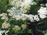 Vorkommen Achillea millefolium - Schafgarbe