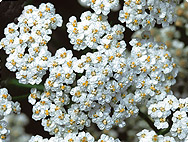 Achillea millefolium Achillea millefolium - Schafgarbe
