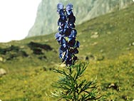 Vorkommen: Aconitum napellus - Blauer Eisenhut