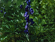 Aconitum napellus - Blauer Eisenhut