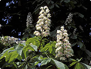 Botanische Merkmale: Aesculus hippocastanum