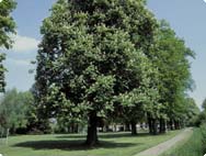 Vorkommen: Aesculus hippocastanum