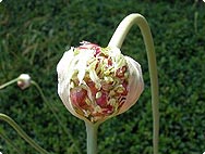 Botanische Merkmale: Allium sativum L./Knoblauch
