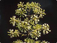 Verarbeitung: Aralia racemosa - Amerikanische Narde Verarbeitung: Aralia racemosa - Amerikanische Narde