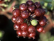 Vorkommen: Aralia racemosa - Amerikanische Narde Vorkommen: Aralia racemosa - Amerikanische Narde
