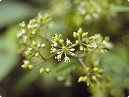 Aralia racemosa - Amerikanische Narde Aralia racemosa - Amerikanische Narde