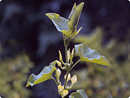 Aristolochia clemastisis - Osterluzei Aristolochia clemastisis - Osterluzei