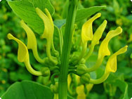 Gewöhnliche Osterluzei (Aristolochia clematitis) Gewöhnliche Osterluzei (Aristolochia clematitis)