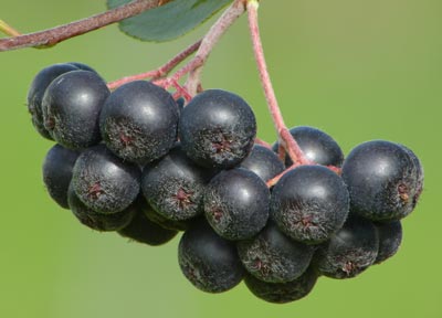 Aronia – Aronica melanocarpa Aronia Beeren gesund