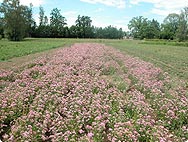 Vorkommen: Centaurium minus Moench - Tausendgüldenkraut