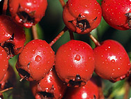 CrataegusCrataegus - Weissdorn Crataegus - Weissdorn