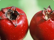 Botanische Merkmale: Crataegus - Weissdorn Botanische Merkmale: Crataegus - Weissdorn