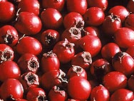 Verarbeitung: Crataegus - Weissdorn Verarbeitung: Crataegus - Weissdorn