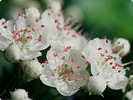Vorkommen: Crataegus - Weissdorn Vorkommen: Crataegus - Weissdorn
