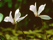 Cyclamen europaeum L. - Alpenveilchen