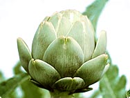 Botanische Merkmale: Cynara scolymus - Artischocke