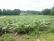 Vorkommen: Cynara scolymus - Artischocke