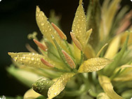 Gentiana lutea Gentiana lutea