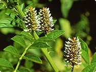 Glycyriihiza glabra L. Glycyriihiza glabra L.